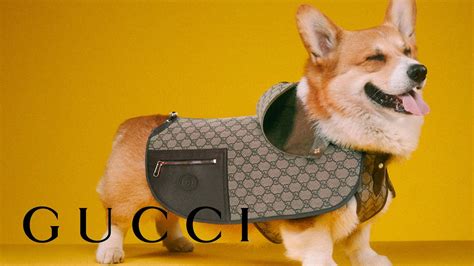 gucci pet bijenkorf|gucci pet collection.